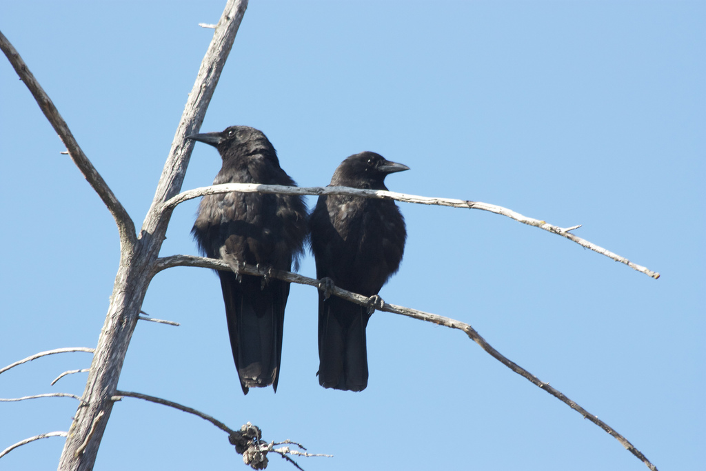 2 Crows Meaning: What Seeing a Pair Really Signifies